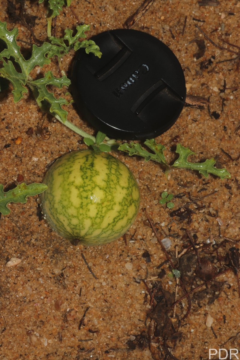 Citrullus colocynthis (L.) Schrad.